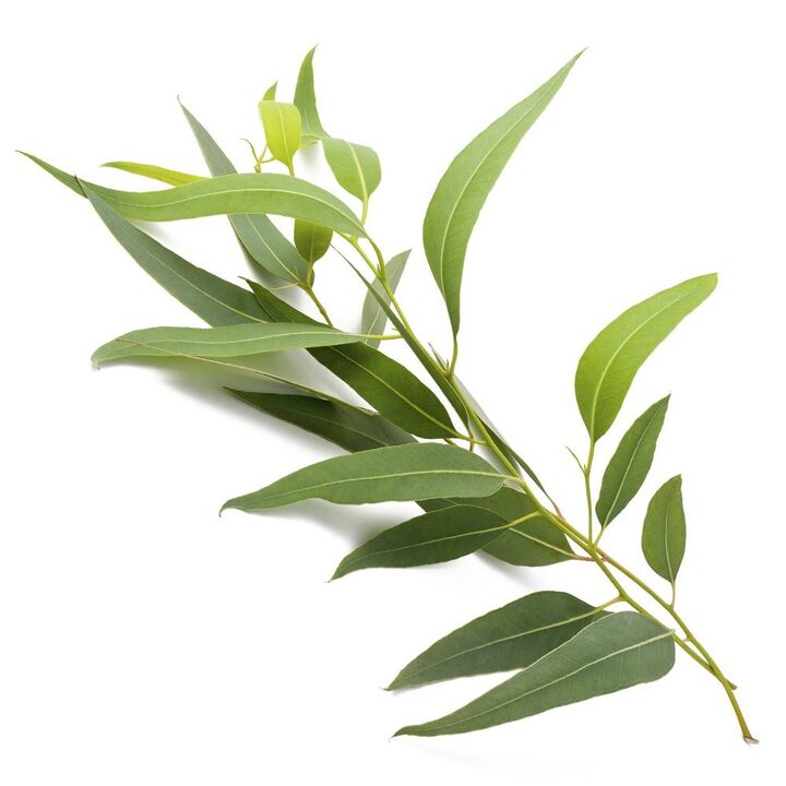 Varicon cream contains eucalyptus extract